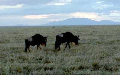 DECEMBER 2012. SERENGETI NATIONAL PARK, TANZANIA